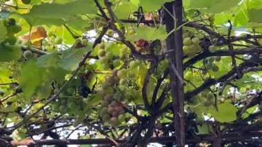 Close-up of grapevine with green leaves and grape clusters  natural freshness and seasonal aesthetics for product advertising, packaging, culinary content, backgrounds, and agricultural projects