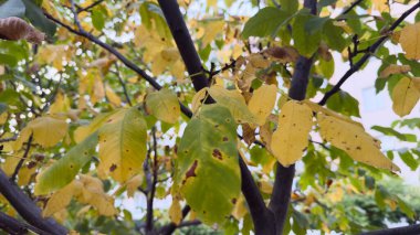 Close-up of autumn leaves on tree branches  natural aesthetics, seasonal transformation, and emotional atmosphere for editorial content, cover design, presentations, backgrounds, eco projects, wellness campaigns, and visual storytelling
