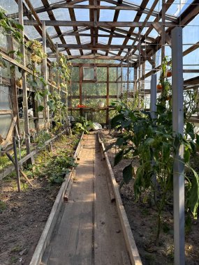 Ahşap çerçeveli sera, sebze yatakları ve tarım projeleri için günışığı modern organik tarım, ekolojik reklamcılık, eğitim malzemeleri, ambalaj ve arka plan içeriği