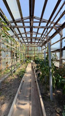 Ahşap çerçeveli sera, sebze yatakları ve tarım projeleri için günışığı modern organik tarım, ekolojik reklamcılık, eğitim malzemeleri, ambalaj ve arka plan içeriği