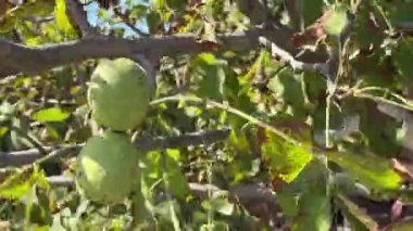 Autumn Ripening of Walnuts on Tree Branch  Close-Up with Seasonal Leaf Aging and Natural Decay