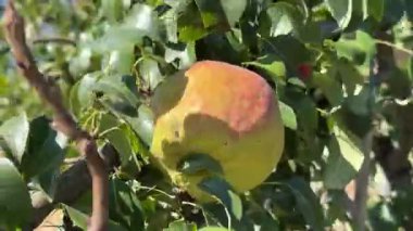 Tarım İçeriği, Doğal Ürün Paketleme, Bahçıvanlık, Çevre Reklamcılığı ve Mevsimlik Projeler İçin Yeşil Yaprakların Ortasında Olgun Elma Ağaca Asıldı