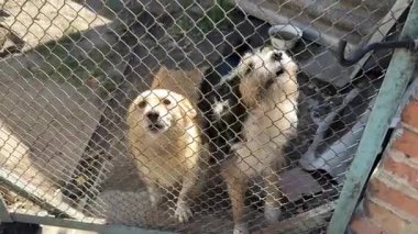 Hayvan Esirgeme Kurumu, Sığınaklar, Yard Güvenliği, Kırsal Yaşam ve Sosyal Kampanyalar İçin Zincirleme Kapı Arkasında İki Köpek