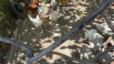 Açık hava çiftliğindeki tavuklar, tarım projeleri, ekolojik reklamlar, eğitim materyalleri, editoryal içeriği ve ambalajlama için doğal kümes hayvanları, sürdürülebilirlik ve kırsal yaşam tarzını içine alır.