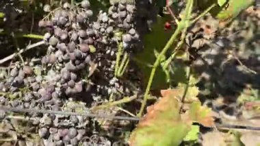 Üzüm Hastalığı Üzümleri Bitki Patolojisi, Tarım Güvenliği, Biyoloji ve Organik Bağışıklık Sorunları Üzerine Üzüm Hastalığı Etkileniyor