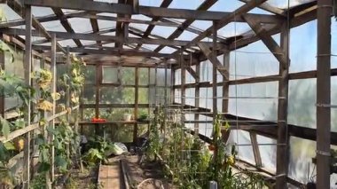 Ahşap çerçeveli sera, sebze yatakları ve tarım projeleri için günışığı modern organik tarım, ekolojik reklamcılık, eğitim malzemeleri, ambalaj ve arka plan içeriği