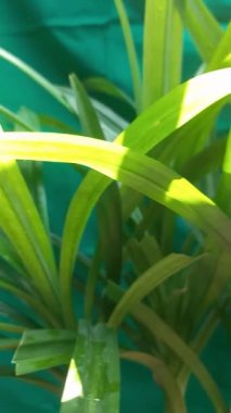 Pandanus bitki kökleri budamaya hazır. Bereketli toprak bitkilerin büyümesi için idealdir. Canlı yeşillik isteyen botanikçiler, tasarımcılar ve doğa severler için mükemmel bir doğal görüntü..