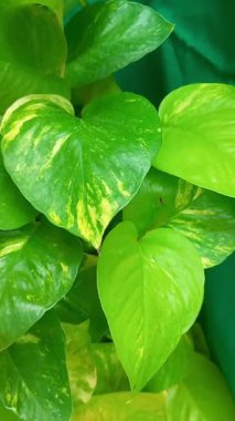 Epipremnum Aureum veya Pothos 'un güzel yaprakları. Canlı yeşillik için can atan botanikçiler, tasarımcılar ve doğa severler için mükemmel bir doğal görüntü. Havayı temizleyen bir asma bitkisi..