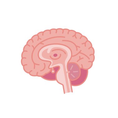 İnsan beyninin çapraz kesitinin basit bir gösterimi (görüntü materyali)