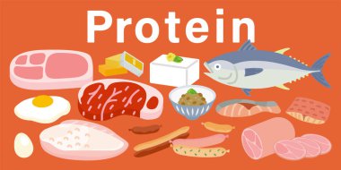 Çeşitli proteinlerin çizimleri (üç temel besin maddesi ve beş temel besin maddesi)