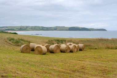 Ot yığınlarıyla Atlantik Okyanusu manzarası