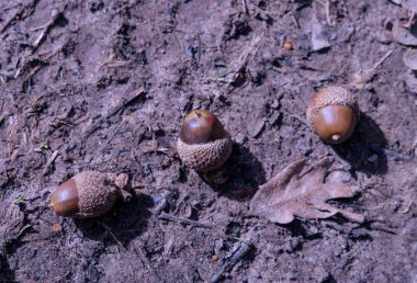 Ormanda üç meşe palamudu