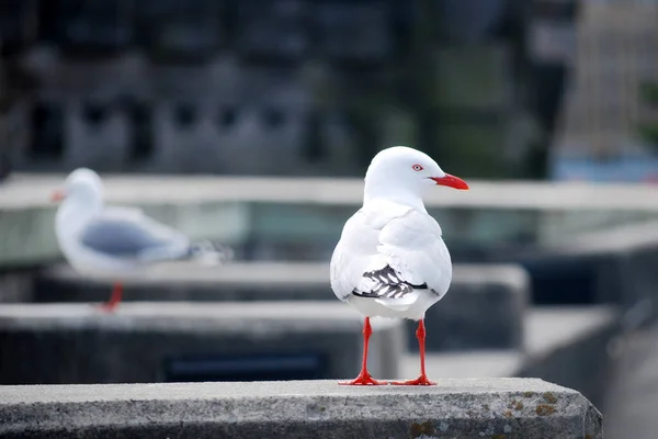 Dikkat çekmek için poz veren bir martı ve belki biraz balık..