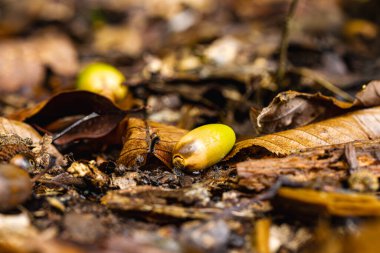 Yeşil ve kahverengi meşe palamutları sonbahar ormanı zeminine renkli yaprakların arasına saçılmıştır. Yumuşak ışık, sonbaharda ormanın doğal dokusunu ve ılık tonlarını vurgular..