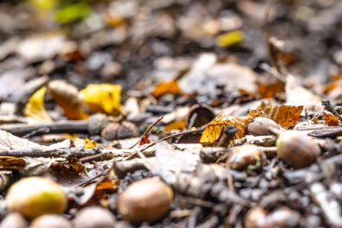 Yeşil ve kahverengi meşe palamutları sonbahar ormanı zeminine renkli yaprakların arasına saçılmıştır. Yumuşak ışık, sonbaharda ormanın doğal dokusunu ve ılık tonlarını vurgular..