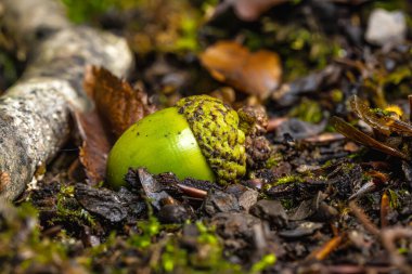 Yeşil ve kahverengi meşe palamutları sonbahar ormanı zeminine renkli yaprakların arasına saçılmıştır. Yumuşak ışık, sonbaharda ormanın doğal dokusunu ve ılık tonlarını vurgular..