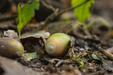 Yeşil ve kahverengi meşe palamutları sonbahar ormanı zeminine renkli yaprakların arasına saçılmıştır. Yumuşak ışık, sonbaharda ormanın doğal dokusunu ve ılık tonlarını vurgular..
