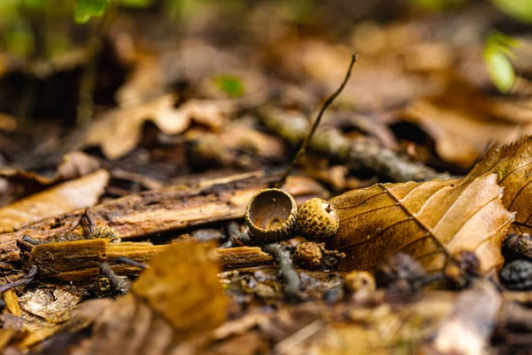 Yeşil ve kahverengi meşe palamutları sonbahar ormanı zeminine renkli yaprakların arasına saçılmıştır. Yumuşak ışık, sonbaharda ormanın doğal dokusunu ve ılık tonlarını vurgular..