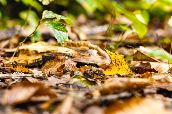Sonbahar orman zemininde renkli yapraklarla çevrili genç ağaç fidanları büyüyor. Sıcak ışık, orman ekosistemindeki yeni yaşam ve doğal yenilenmeyi ön plana çıkarıyor..