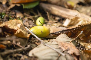 Yeşil ve kahverengi meşe palamutları sonbahar ormanı zeminine renkli yaprakların arasına saçılmıştır. Yumuşak ışık, sonbaharda ormanın doğal dokusunu ve ılık tonlarını vurgular..