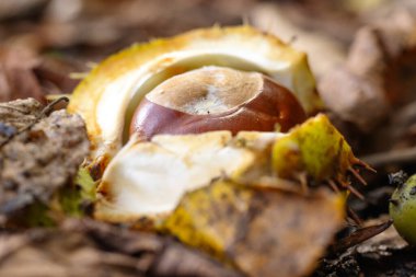 Sonbahar ormanı zemininde renkli yapraklarla çevrili at kestaneleri. Parlak kahverengi fındıklar ve açık dikenli kabukları, sıcak güneş ışığını yansıtarak, huzurlu bir orman manzarası yaratıyor..