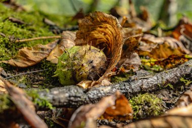 Sonbahar ormanı zemininde renkli yapraklarla çevrili at kestaneleri. Parlak kahverengi fındıklar ve açık dikenli kabukları, sıcak güneş ışığını yansıtarak, huzurlu bir orman manzarası yaratıyor..