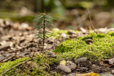 Sonbahar orman zemininde renkli yapraklarla çevrili genç ağaç fidanları büyüyor. Sıcak ışık, orman ekosistemindeki yeni yaşam ve doğal yenilenmeyi ön plana çıkarıyor..