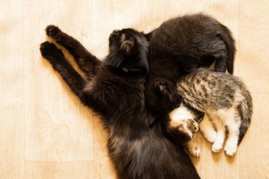 Küçük kedi yavrusu anne ve genç yavru kedi ile uyuyor. Anne ve genç yavru kedi ile küçük yavru kedi uyur.