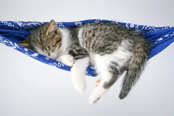 Gatinho Dorme Num Cobertor Gato Pequeno Dorme Docemente Como Uma — Fotografia de Stock