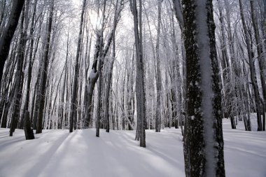 Ustrzyki Gorne, Polonya - 24 Şubat 2018: Kışın dağ iz Tarnica için. Kışın Bieszczady Milli Parkı. Bieszczady kışın. Karla kaplı ağaçlar ve dağlar.