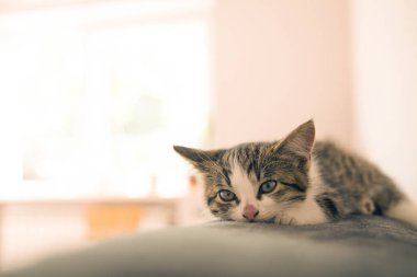 Bir yorgan yalan kedicik. Küçük kedi tatlı küçük bir yatak uyur. Uyuyan kedi bulanıklık hafif bir arka plan üzerinde ev. Kediler yedikten sonra dinlenme.