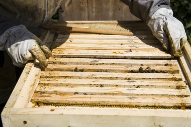 Çerçeve çizilmiş bir arı kovanı bal ile. Peteğin çerçeve ve arılar. Tatlım arıcı tarafından seçme.