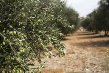 Zeytin ağacı zeytin ve bir meyve bahçesi içinde. Tarımda zeytin ağaçları büyüyor. Bahçede bir ağaçta meyve zeytin.