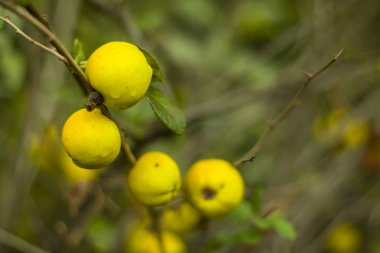 Köstebek ayva meyve. Sarı ayva meyve ile Funda.
