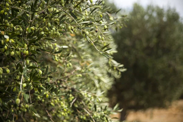 Olive tree in an olive orchard. Growing olive trees in agriculture. Fruit olives on a tree in the garden.