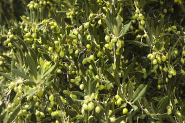 Zeytin ağacı zeytin ve bir meyve bahçesi içinde. Tarımda zeytin ağaçları büyüyor. Bahçede bir ağaçta meyve zeytin.