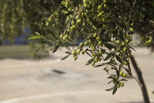 Olive tree in an olive orchard. Growing olive trees in agriculture. Fruit olives on a tree in the garden.