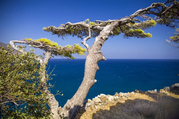 Tree Rocks Sea — Stock Photo, Image