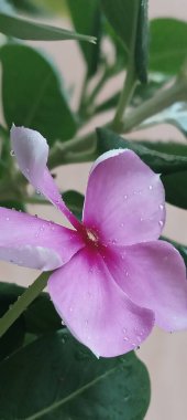 Bright pink Madagascar periwinkle (Catharanthus roseus) with dew drops on petals. The flower has five petals with a darker pink center, set against lush green leaves. 
