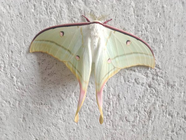 Actias luna, commonly known as the luna moth, is resting on a textured white surface. Its pale green wings are adorned with distinctive eyespots and long, elegant tails. 