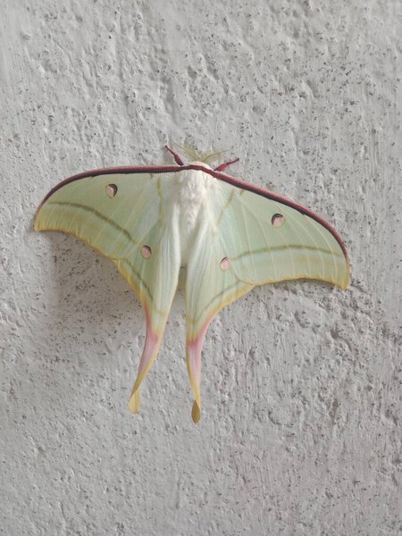 Actias luna, commonly known as the luna moth, is resting on a textured white surface. Its pale green wings are adorned with distinctive eyespots and long, elegant tails. 