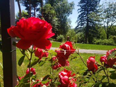 Parktaki yeşil yaprakların arasında kırmızı güller