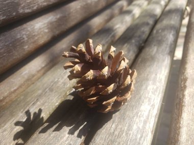 Ahşap bankta çam kozalağı