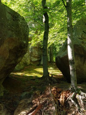 Ormanda kayalarla kaplı bir ağacın dikey görüntüsü.