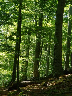 Czech Cumhuriyeti Ormanı