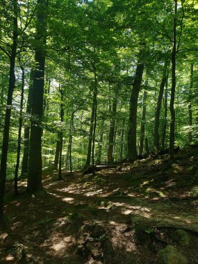 Ormanda güzel yeşil ağaçlar