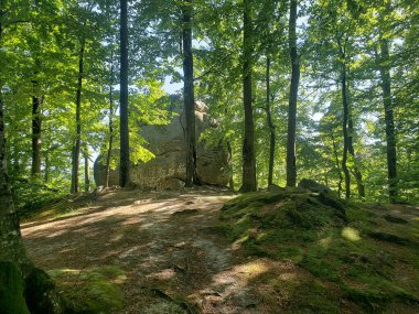 Ağacı ve büyük taş duvarı olan güzel bir manzara.