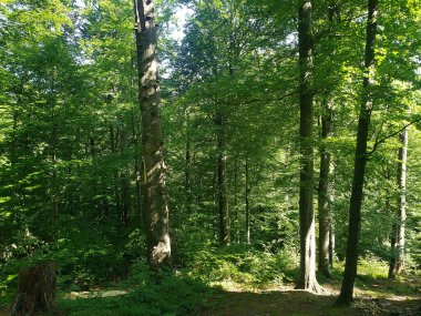 Ormanda yeşil ağaçlar