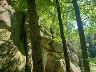 Yazın yeşil bitki örtüsü arasında dağ kayalıkları