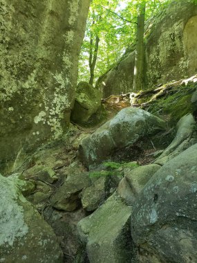 Yazın yeşil bitki örtüsü arasında dağ kayalıkları